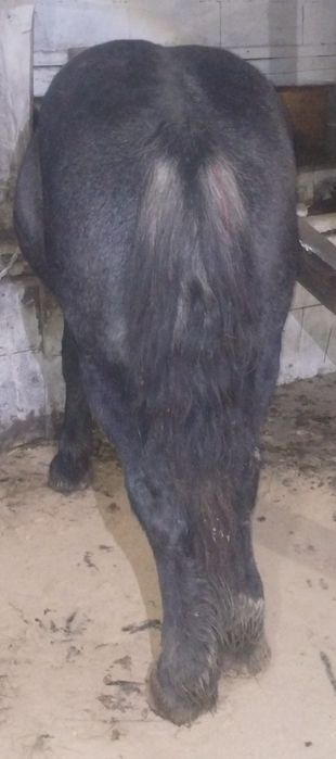 Vând un mânz de un an