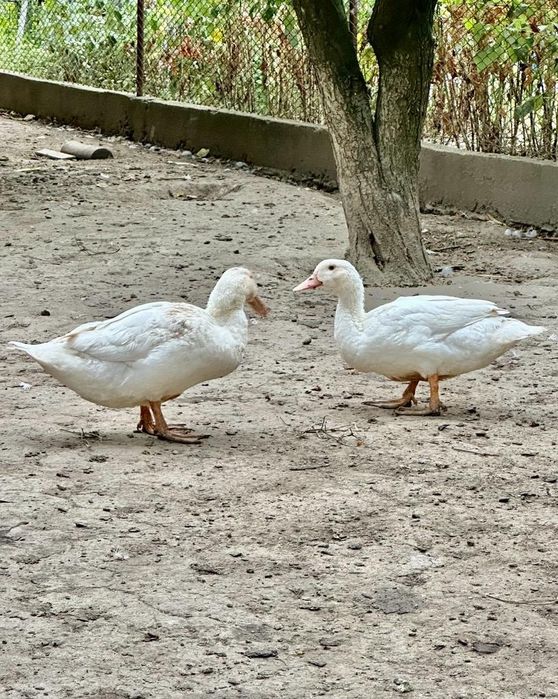 Vând rate Pekin și lesesti