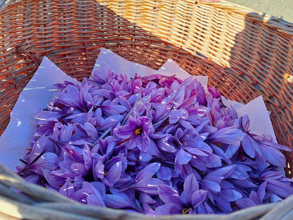Petale Sofran (Crocus Sativus)