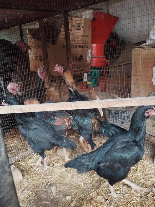 Bobo xoroz tovuq sotiladi