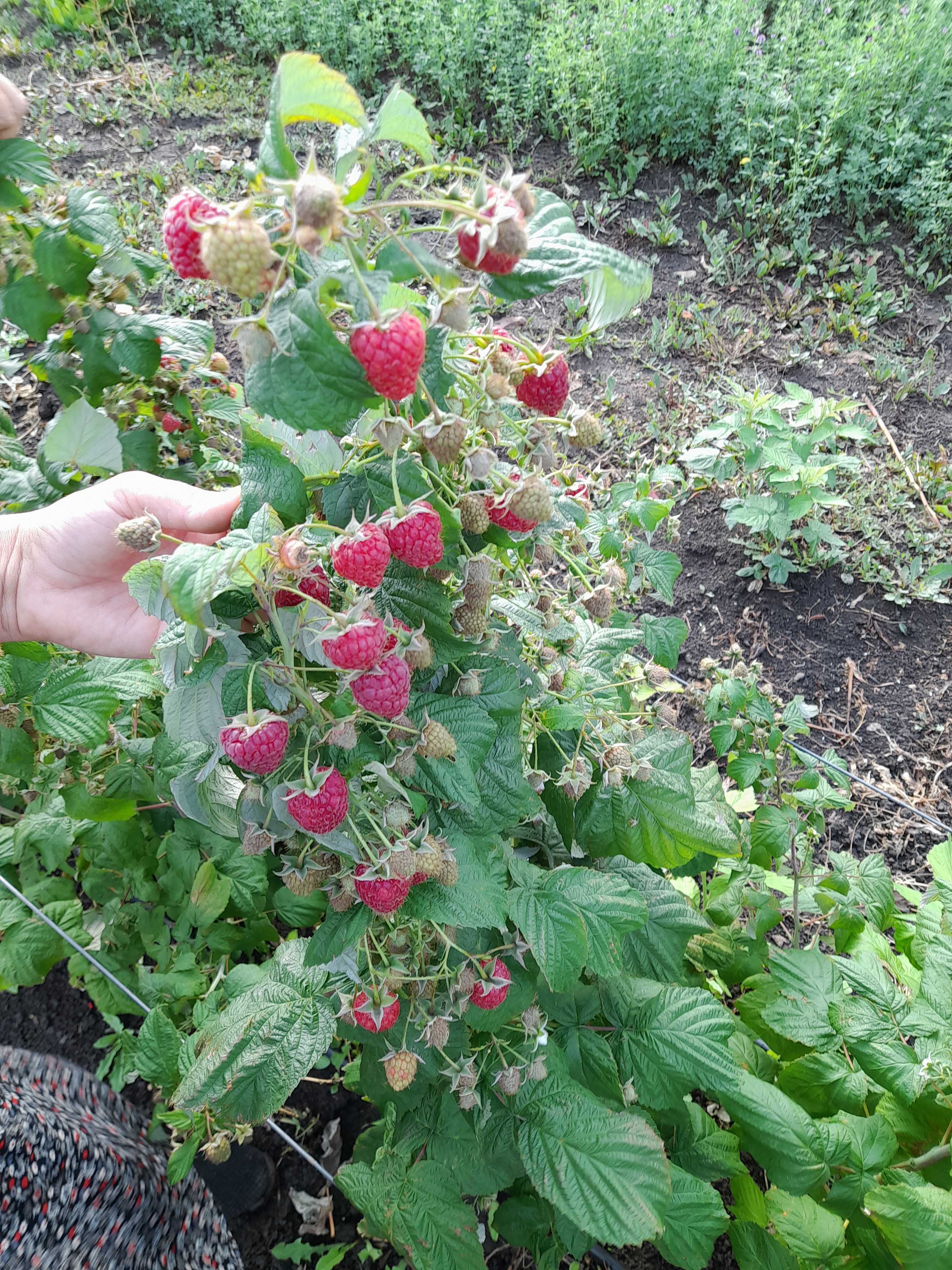 Vand zmeura polka foarte dulce si aromata