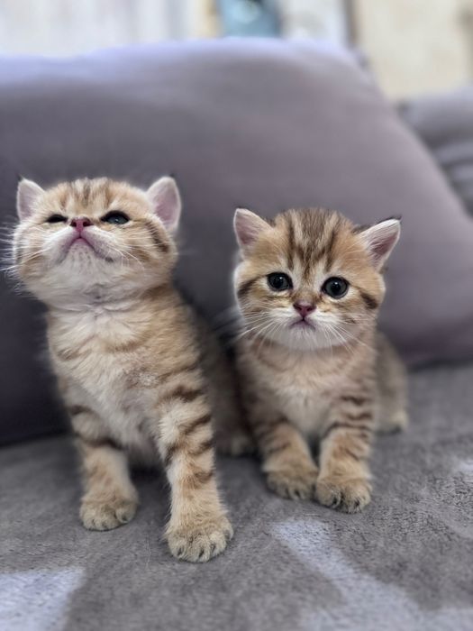 Котята скоттиш страйт