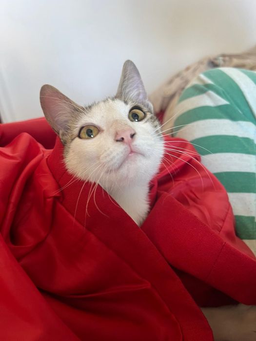 Adoptie motan de aproximativ 6 luni, fara niciun ban