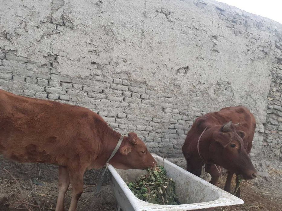 3 ta mol sotiladi, narxi kelishiladi