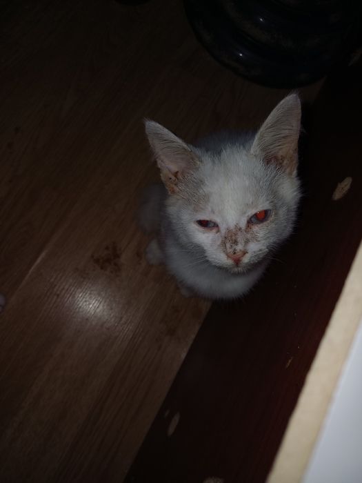Малыши котята и кот ищут дом