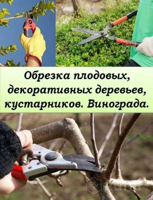 Обрезка плодовых деревьев вашего Сада и Огорода