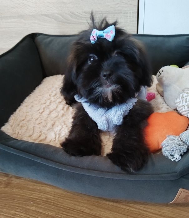 Shih-poo /Ши ПУ момиченце