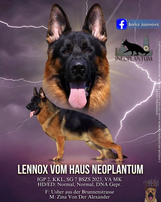 Super femela ciobanesc german par lung cu pedigree top