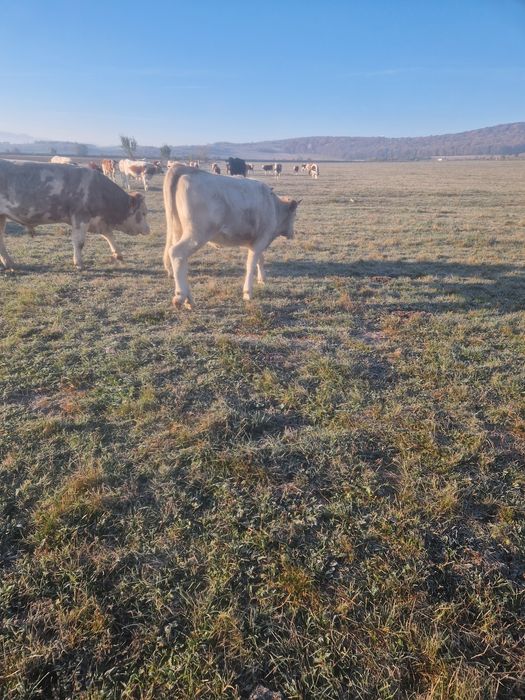 Taurasi și vițele de vânzare