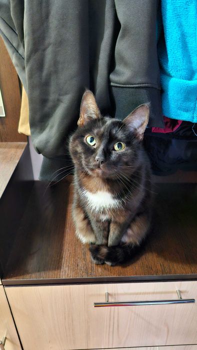 Котик в добрые руки