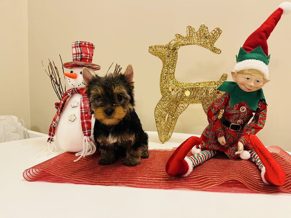 Yorkshire terrier rasa pura