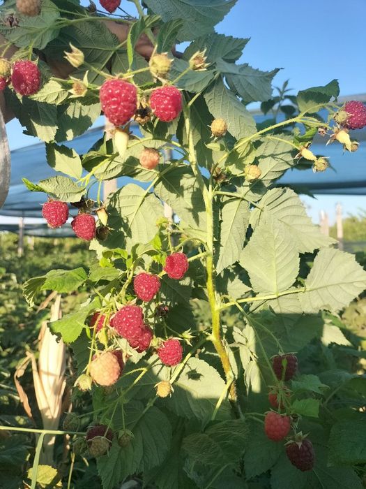 Malina kóchat autum bliss navi