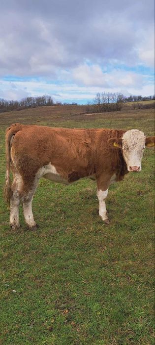 Vând vițea de 9 luni