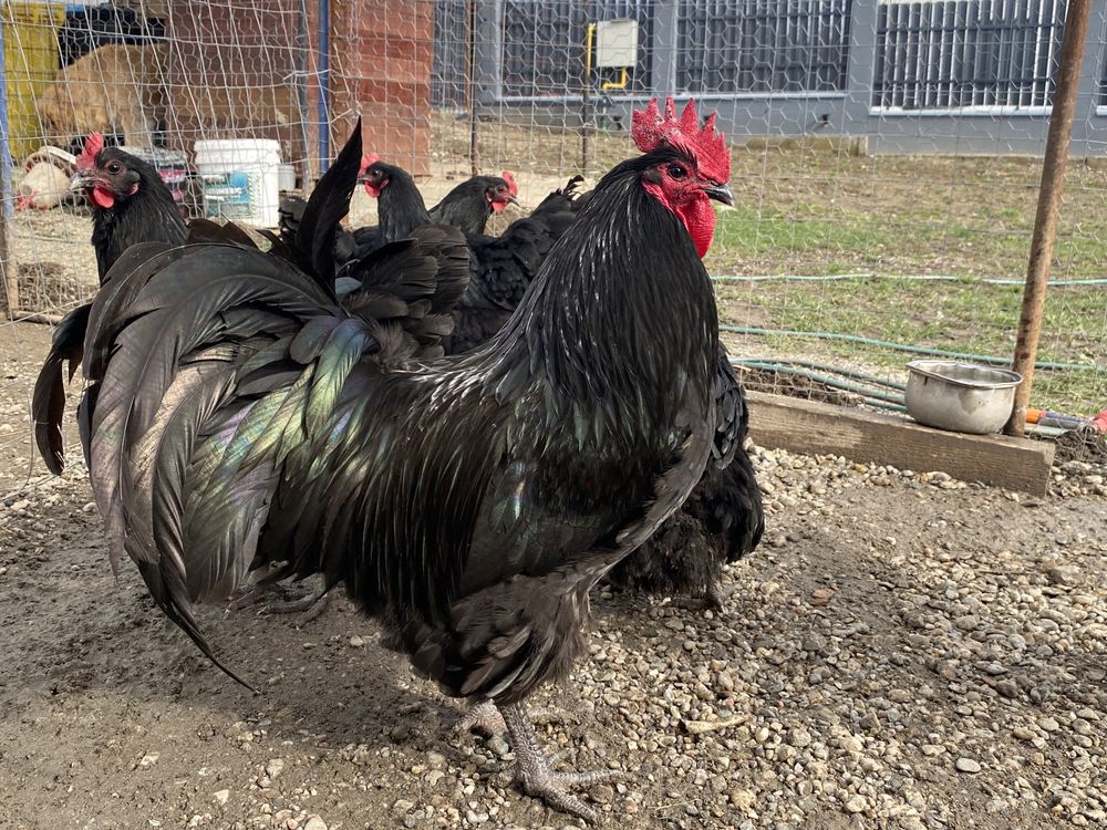 Vând cocoș Australorp!