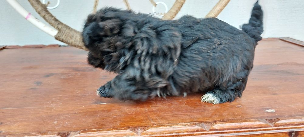 Donez căței Shih tzu