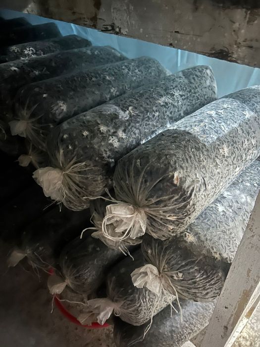 грибные блоки вешенки «Чёрный принц».