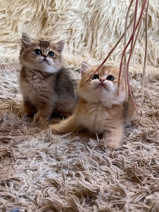 Продаётся Шотландских котята