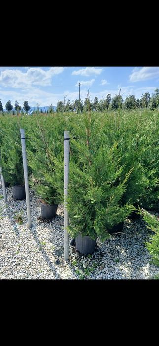 Leylandi oferta 3.5m la 200 lei la ghiveci!