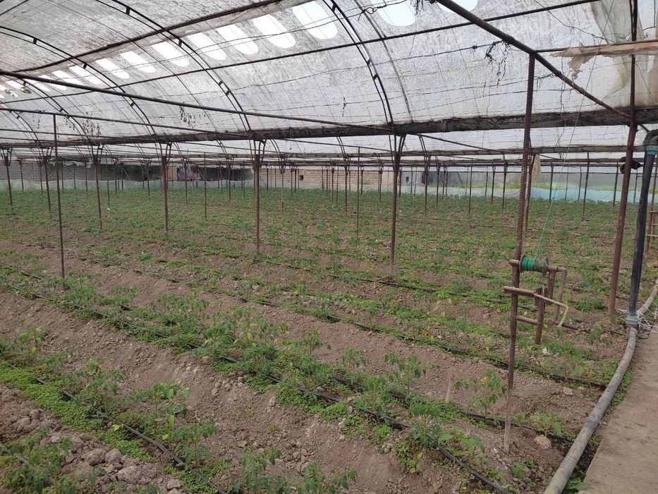 Продам работающую теплицу 1 га. Готовый бизнес.