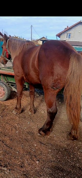 Cal castrat de 4 ani