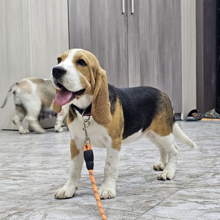 Породистая девочка бигль