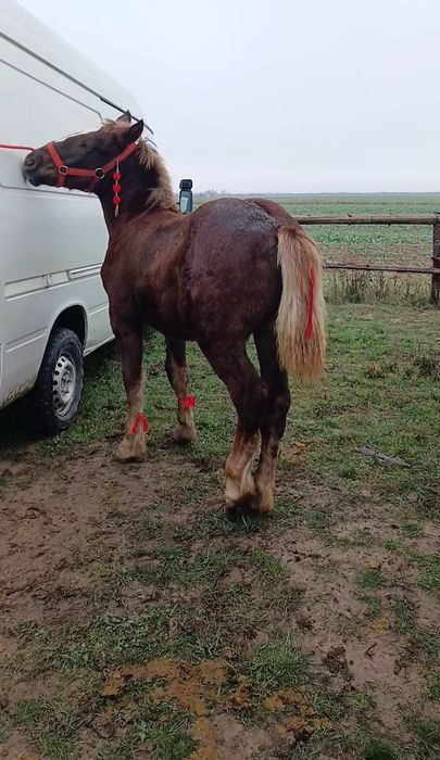 Mânz de vânzare, foarte cuminte!