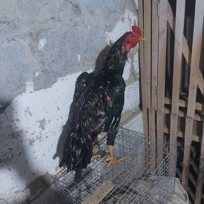 Атлас Корейц 1.5год крупный 5.5кг