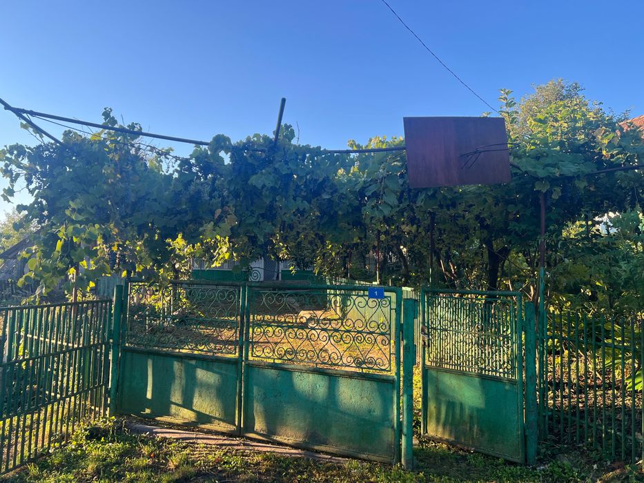 Vând struguri pentru vin