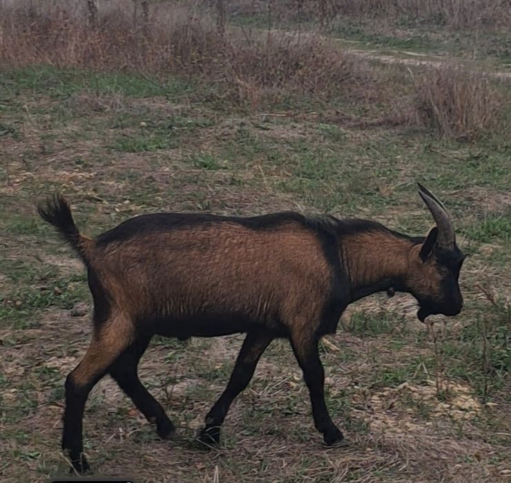 Tap alpin francez original