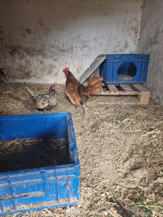 Găini Sebright de vânzare