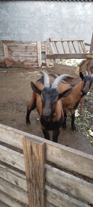 Vand  tap  alpin de rasa   pura