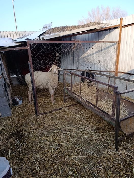 Семиз кой,ешки,сверке сатылады.