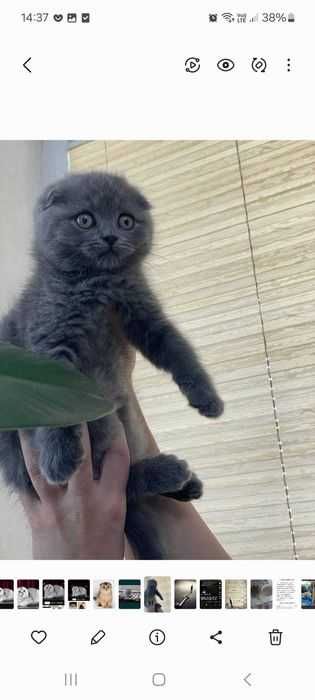 Скотиш фолд Skotish fold CHOKO okras