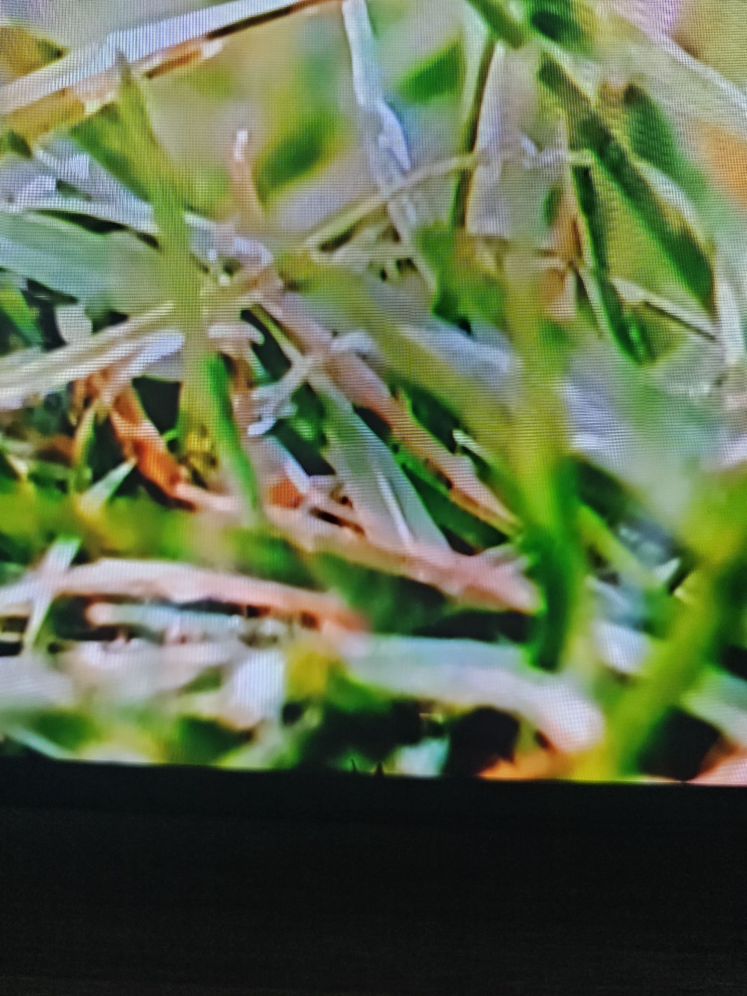 Oled lg  55bx3lb