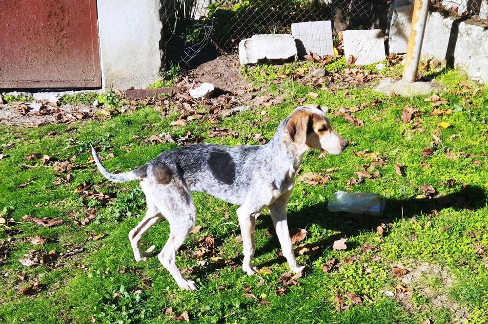 Куче за осиновяване