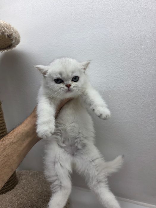 Британские пареньки и девули