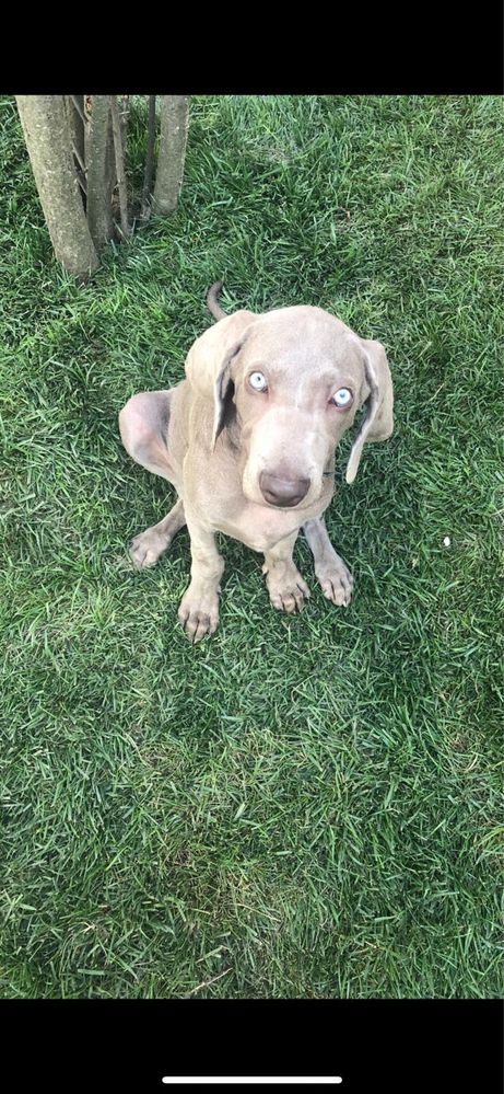 Weimaraner cu pedigree tip A