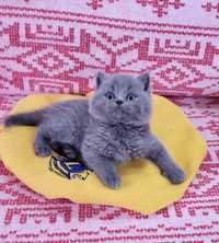 Pui British shorthair blue