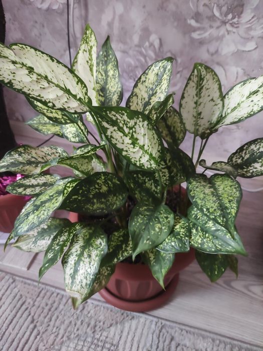 Цветок комнатный