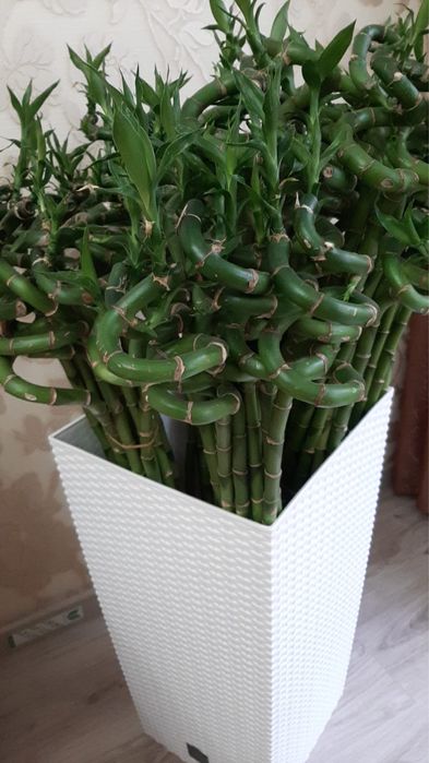 Бамбук метровый