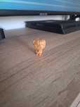 Figurina kinder  Harry Potter gold