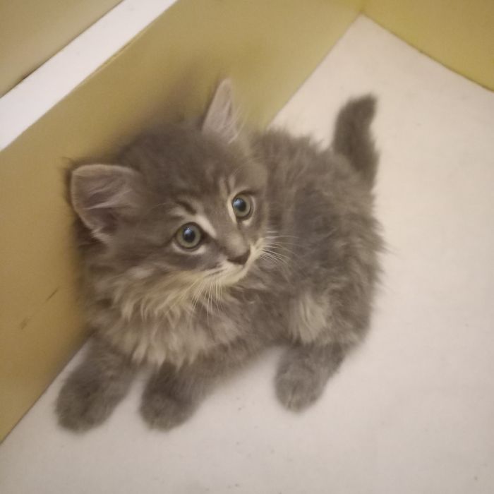 Котёнок мальчик 1,5  месяца