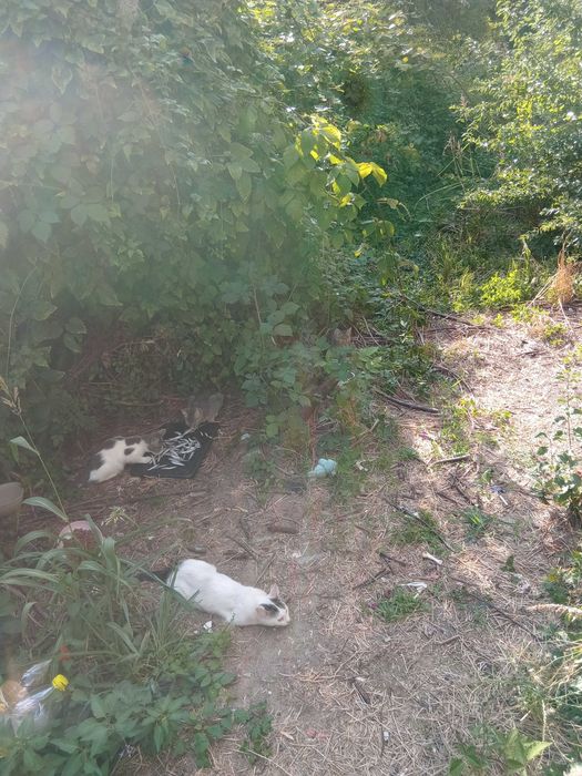 Котенца си търсят дом