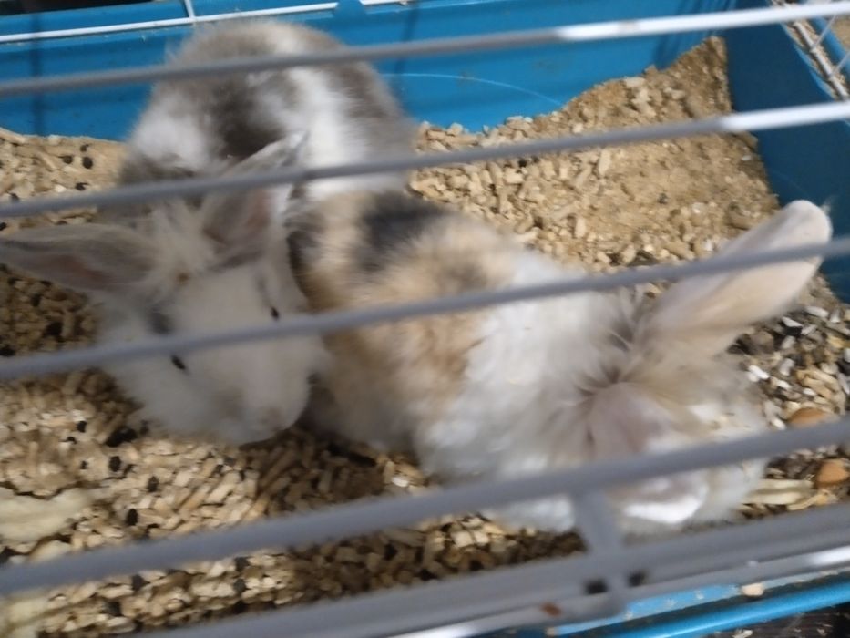 Vând iepuri pitici 4/5 luni cu cușcă  Urgent!!