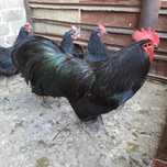 Pereche Australorp 1+2 .