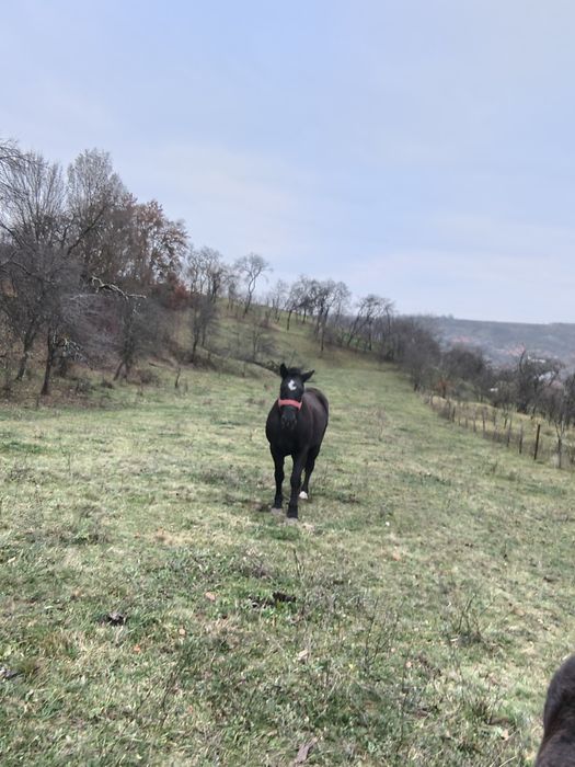 Vând mânză de 3 ani învățată la caruta