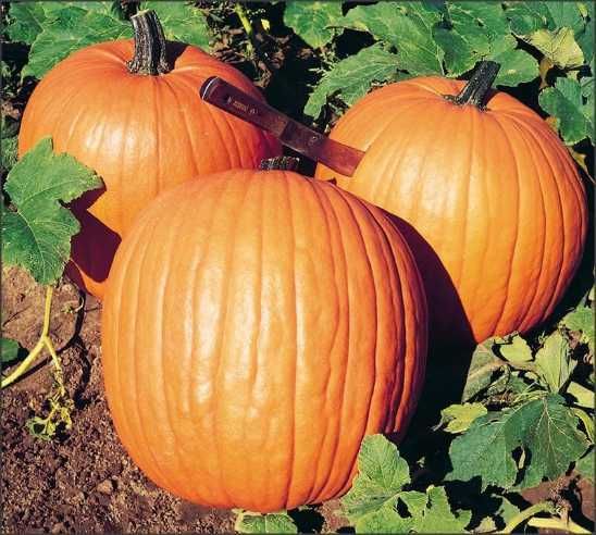 20 seminte Dovleac halloween Howden-pt copt si bun pentru decupat