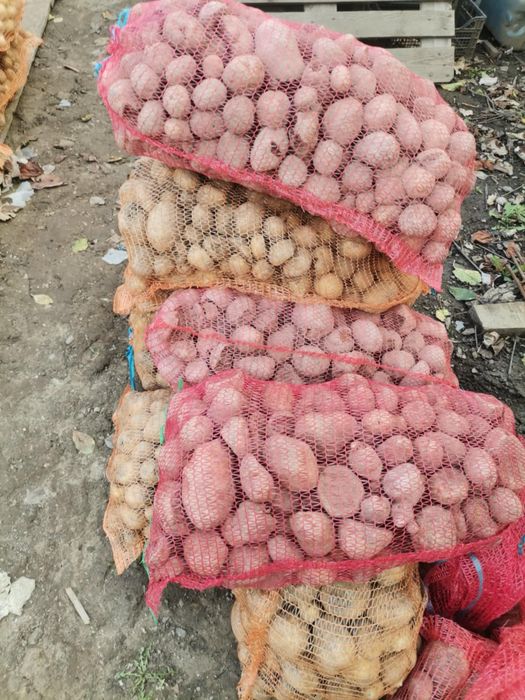 Cartofi pentru animale