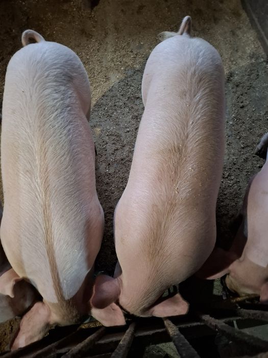 Продам домашние мясо свинины тушами