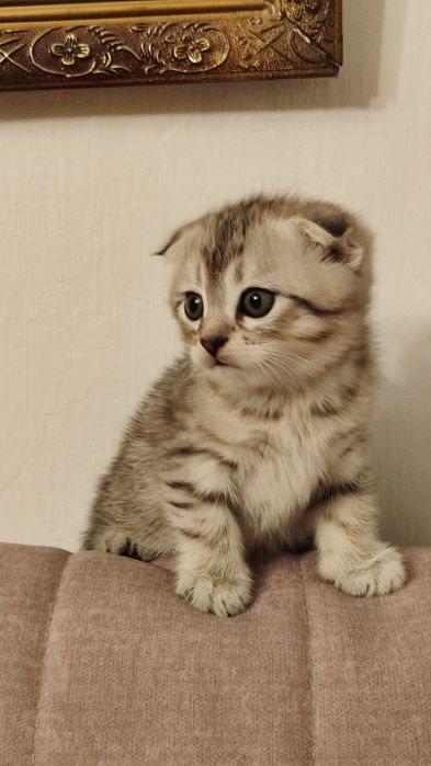 Очаровательная Девочка Скоттиш-фолд Ищет Семью!